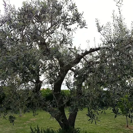 カントリーハウス Domus Aurea *